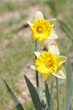 daffodils