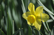 daffodil