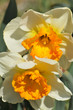 daffodil