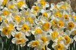 daffodils