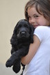 enfant fille rigolant avec son chiot cocker spaniel noir enfant fille rigolant avec son chiot cocker spaniel noir