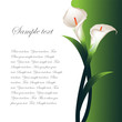 Background with White Callas Background with White Callas