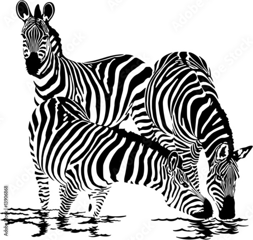 Three zebras drink water|13906868