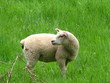Agneau