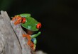 grenouille