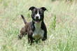bel amstaff noir et blanc de face dans les hautes herbes