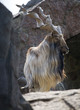 Mountain Goat Close Up Portrait Mountain Goat Close Up Portrait