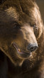 Grizzly Close Up Portrait