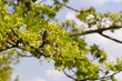 Blüten: Ahorn platanoides (Spitzahorn) [q]