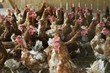 Huhn_1