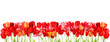 beautiful spring flowers