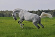The white horse plays a meadow