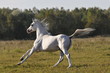 white horse running gallop