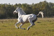 white horse running gallop