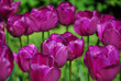 Tulpenbeet