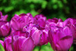 Tulpen im Regents Park