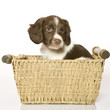 Chien