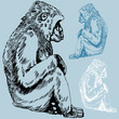 Ape Ape
