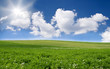Blue sky and green field Blue sky and green field