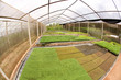 hydroponics greenhouse