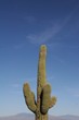 Saguaro Cactus