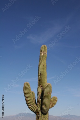 Photo: Saguaro Cactus Saguaro Cactus