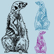 Meercat Drawing Meercat Drawing
