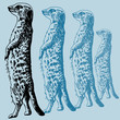 Meercat Drawing Profile Meercat Drawing Profile