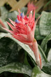 broméliacée