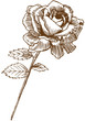 Floral Rose Floral Rose