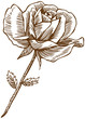 Opening Rose Opening Rose