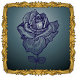 Framed Rose Framed Rose