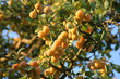 mirabelles-2