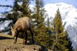 Young wildlife