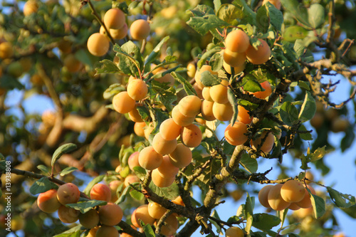 mirabelles-2