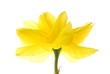 spring daffodil spring daffodil