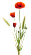 image d'un coquelicot sur un fond blanc, bouquet champêtre