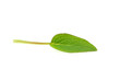 Green leaves. Green leaves.