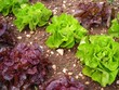 Salades vert rouge terre