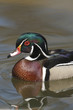 American Wood Duck (Aix sponsa) Male drake
