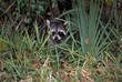 Young common raccoon hiding in tall grass