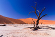 vertrocknete Bäume im Dead Vlei mit roten Dünen