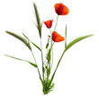 bouquet champêtre isolé sur un fond blanc