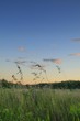 Grasses against evening sky..