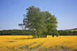 rapsfeld