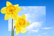 Narcissus