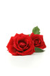 Photo : roses rouge, symbole de l\'amour