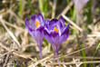 Crocus flowers in spring Crocus flowers in spring