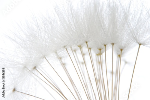 Fototapeta soft white dandelion seeds