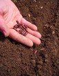 Plantation de graines